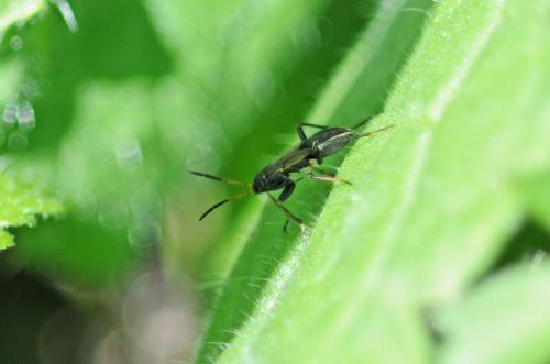 Réf. 264 191 : Rhyparochromus sp.